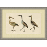 Coastal Birds 1 Print