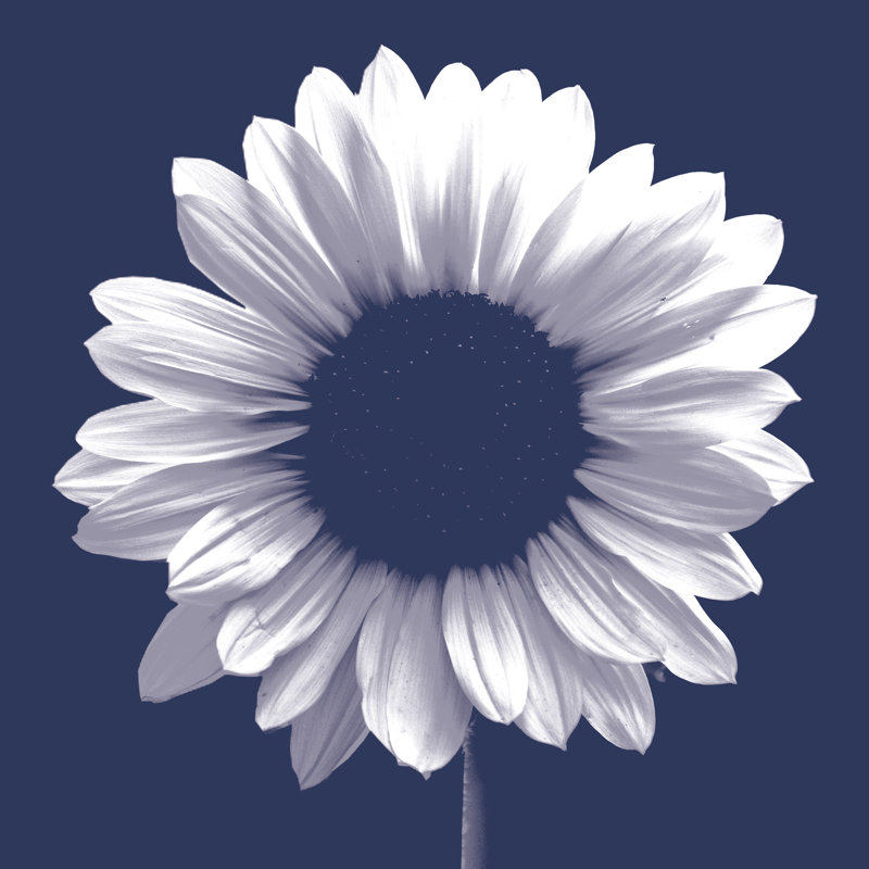 Navy Sunflower - Wrapped Canvas Print, 30cm H x 30cm W x 3.8cm D