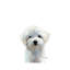 Maltese Puppy - Wrapped Canvas Painting-187217529