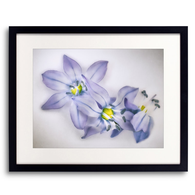 Spring Flowers On White Print by Scott Norris, 17.25" H x 21.25" W x 0.875" D