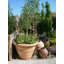 Balhi Fibreglass Planter-14486401