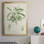 Amande antique botanique III-88436834-88436830