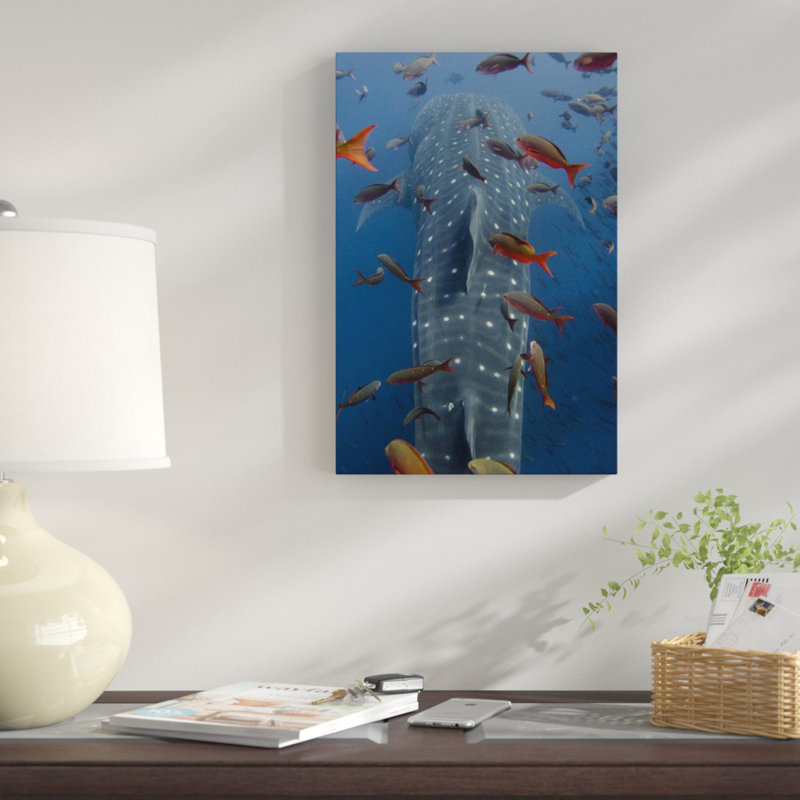 " Whale Shark Swimming With Other Tropical Fish, Galapagos Islands, Ecuador ", 18" H x 12" W, Wrapped Canvas