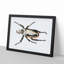 Goliath Beetle by George Shaw - Framed Print-55620853-55620855