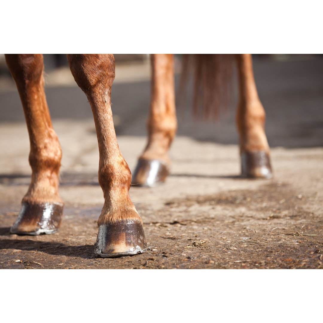 Horses Legs And Hooves von Edenexposed - Kunstdrucke