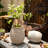 Maruska Pot Planter-1561534833