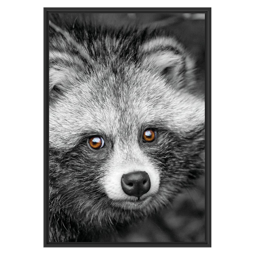 Gerahmter Grafikdruck Shy Raccoon