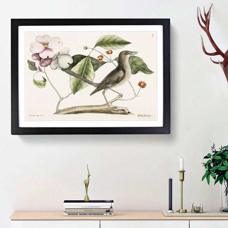 Mockingbird by Mark Catesby - Picture Frame Painting Print, 27cm H x 36cm W x 2cm D, Black Framed