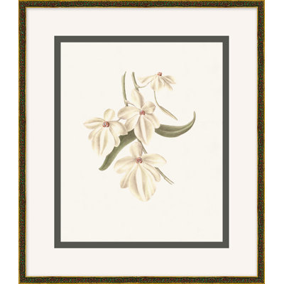 Wild Orchid 1