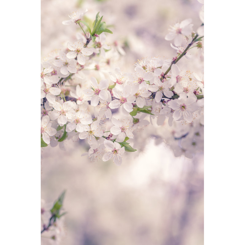 White Cherry Blossoms - Wrapped Canvas Print, 30cm H x 20cm W x 3.8cm D