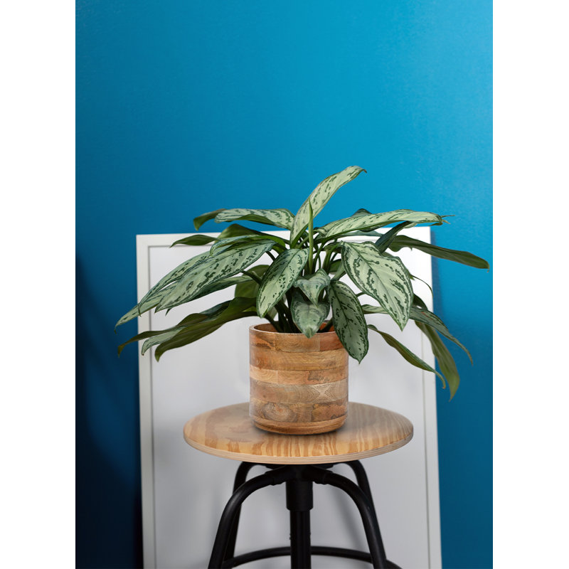 Gelincik Wood Planter