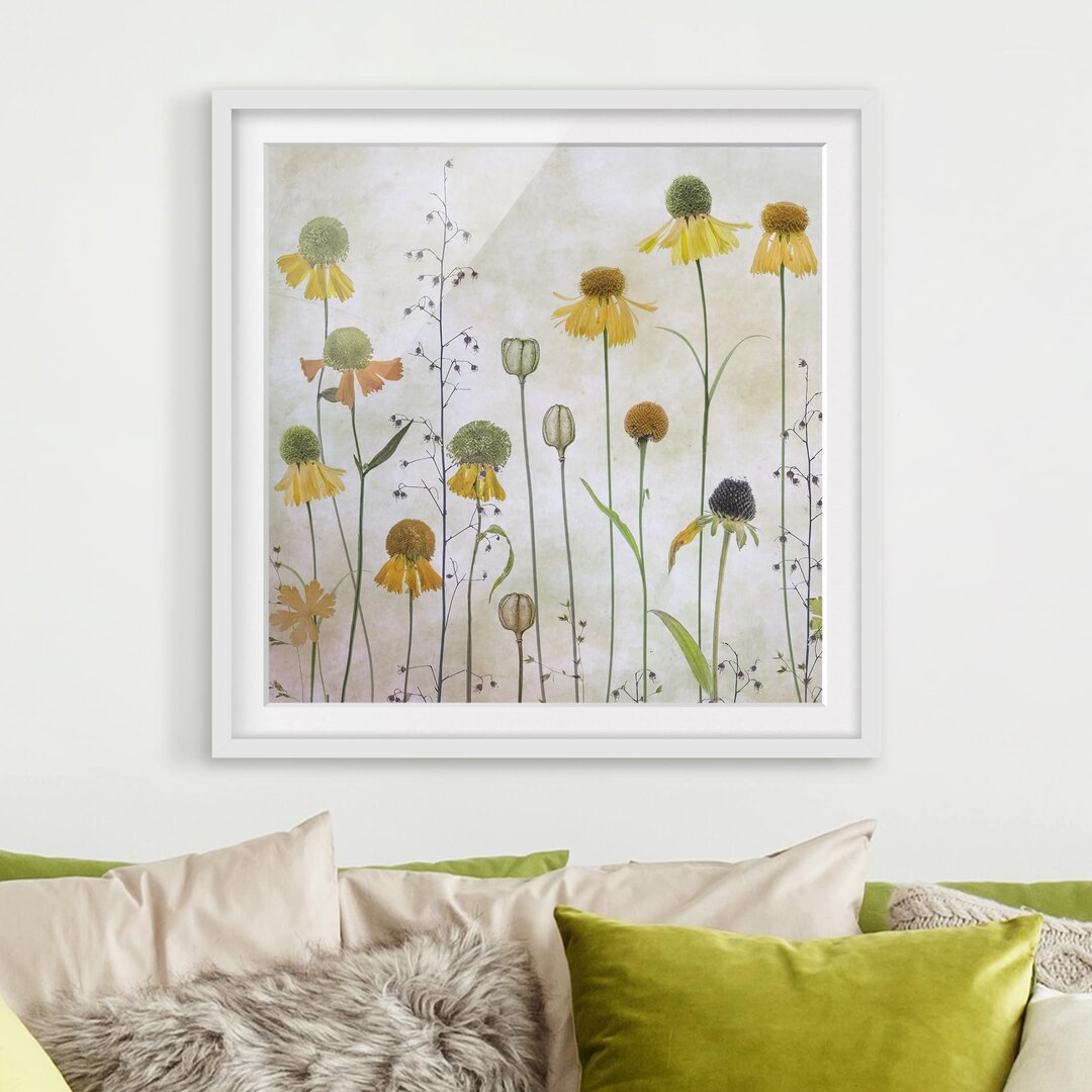 Gerahmtes Poster Delicate Helenium Flowers