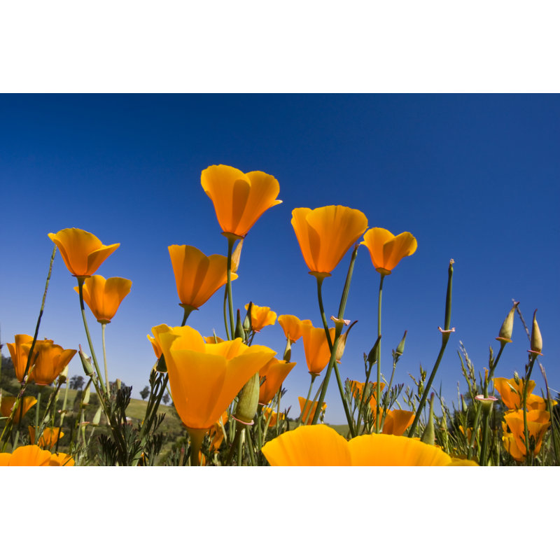 California Poppies - Wrapped Canvas Print, 30cm H x 46cm W x 3.8cm D