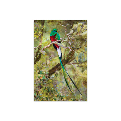 Quetzal resplendissant d'Ildegarda perché sur une branche, montagnes Talamanca, Costa Rica