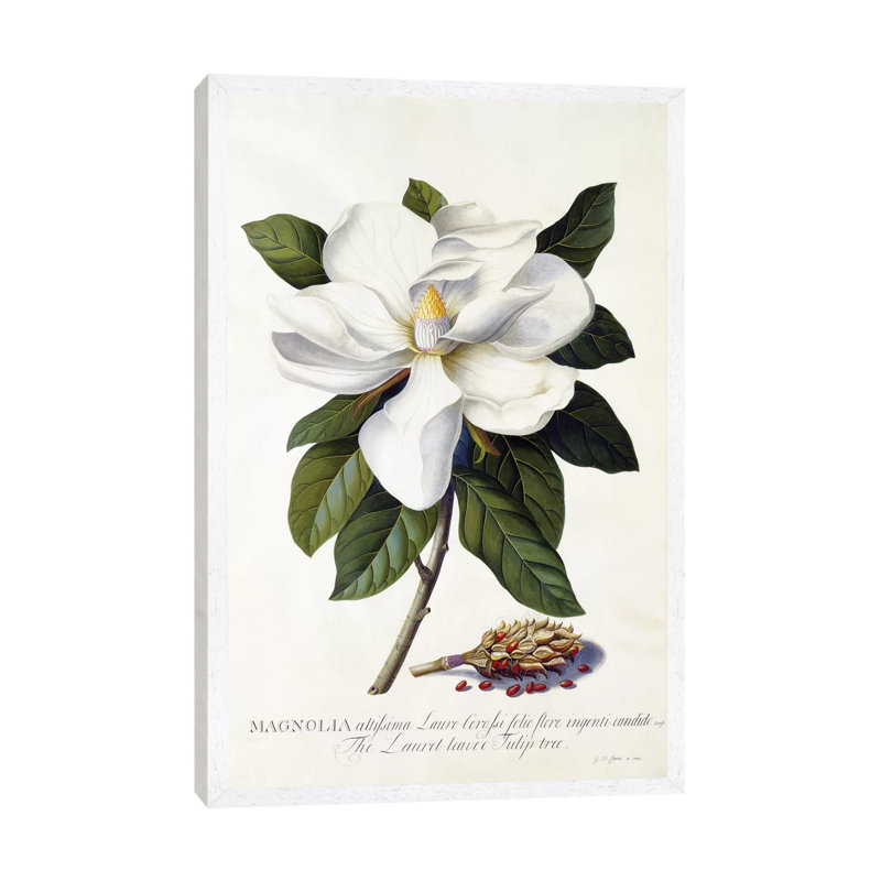 Magnolia Grandiflora, C.1743 by Georg Dionysius Ehret - Painting on Canvas, 66.04 cm H x 45.72 cm W, White Framed