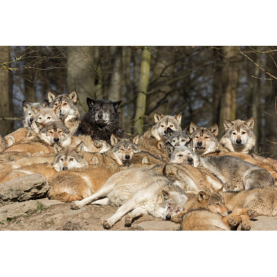 «Look Wolves» par Andyworks