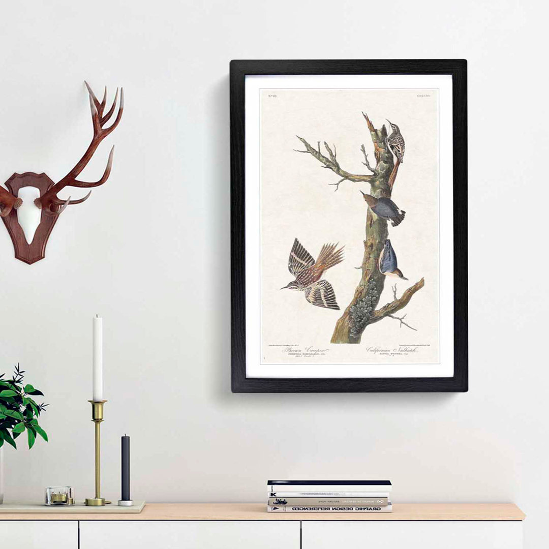 Nuthatch and Creeper Birds by John Audubon - Framed Print