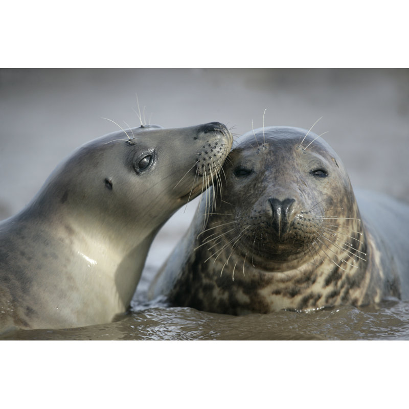 Grey Seal, Halichoerus Grypus by Yin Yang - Wrapped Canvas Print, 81cm H x 122cm W x 3.8cm D
