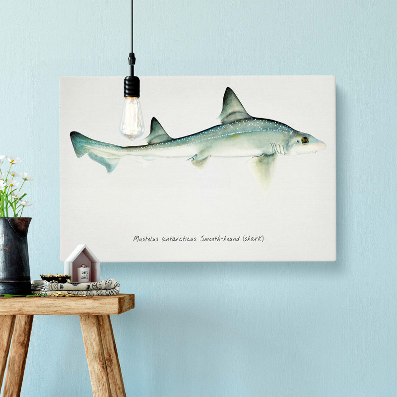 Illustration of a Smooth-Hound Shark by F.E. Clarke - Wrapped Canvas Painting Print, 50cm H x 76cm W x 3cm D