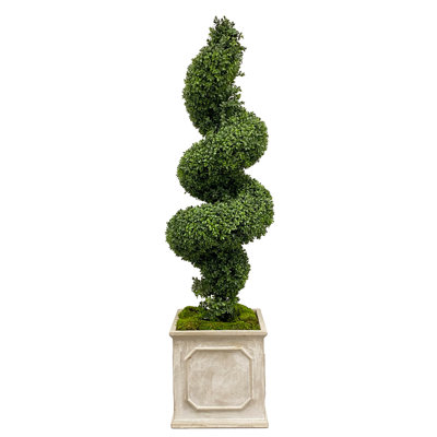 Boxwood Topiary in Fiberstone Planter