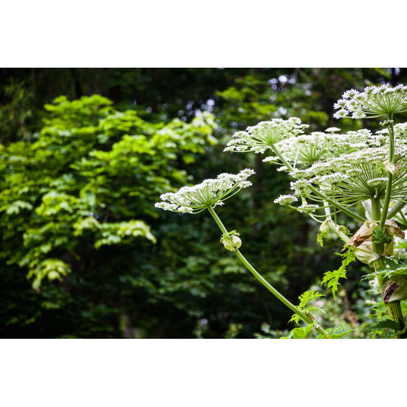 Plante géante dangereuse par kbwills, H 32 po x l 48 po