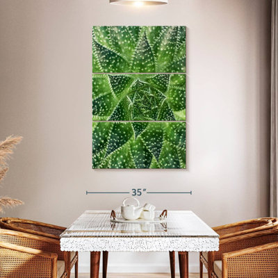 Plante grasse Harnek
