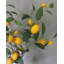 Faux Lemon Branch