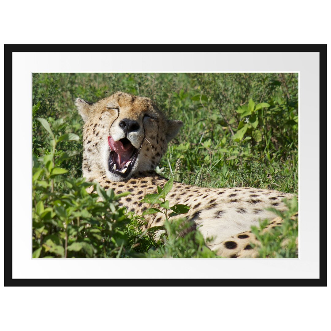 Gerahmtes Poster Müder Gepard ruht auf Wiese