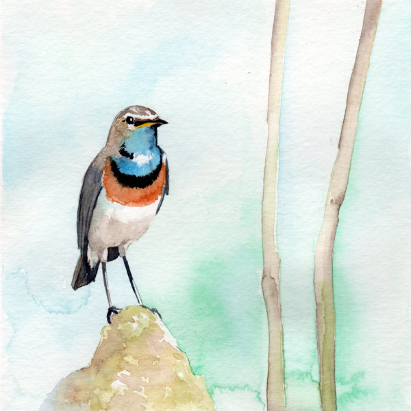« blue gorgeing oiseau », impression, H 12 po x l 12 po x P 1,5 po, Pas de tapis, Toile tendue