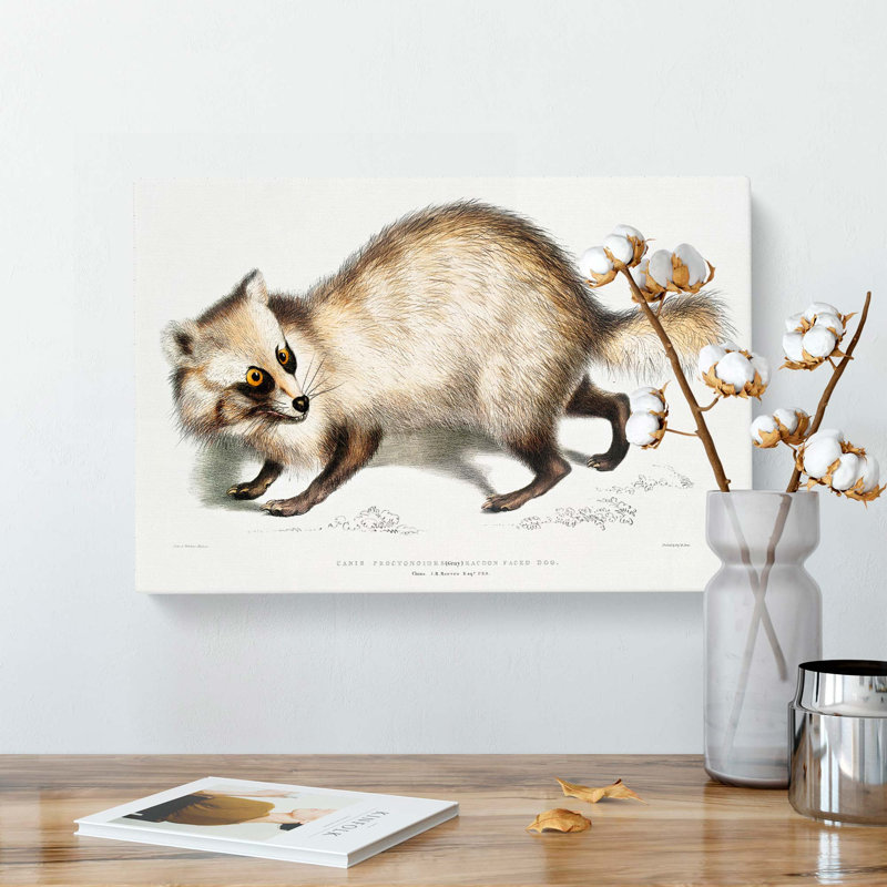 Racoon-Faced Dog by John Edward Gray - Wrapped Canvas, 60cm H x 91cm W x 3cm D