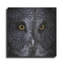 «Great Grey Owl» par Nathan Larson - reproduction de dessin non encadrée-623203364