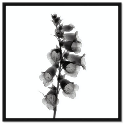 Ossified Petals II Graphic Art Canvas