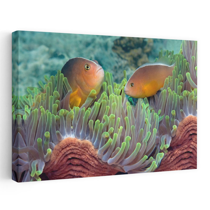 Deux poissons anémone mouffette et anémone de poisson indien, art tropical, H 24 po x l 36 po