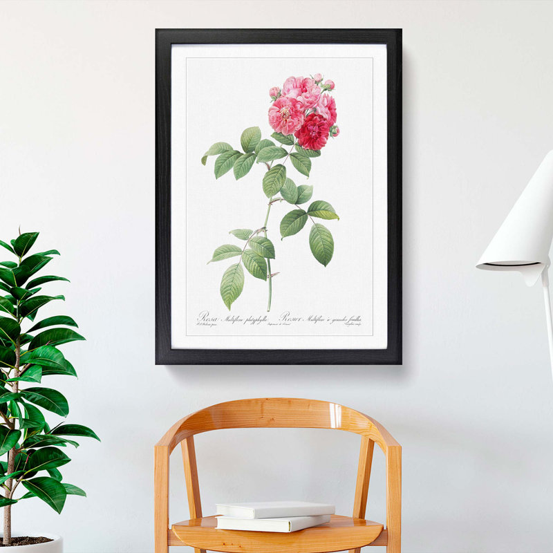 Seven Sisters Roses in Pink by Pierre-Joseph Redoute - Picture Frame Painting Print, 36cm H x 27cm W x 2cm D, Black Framed