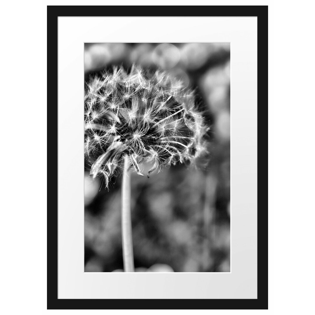 Gerahmtes Poster Pusteblume auf Wiese