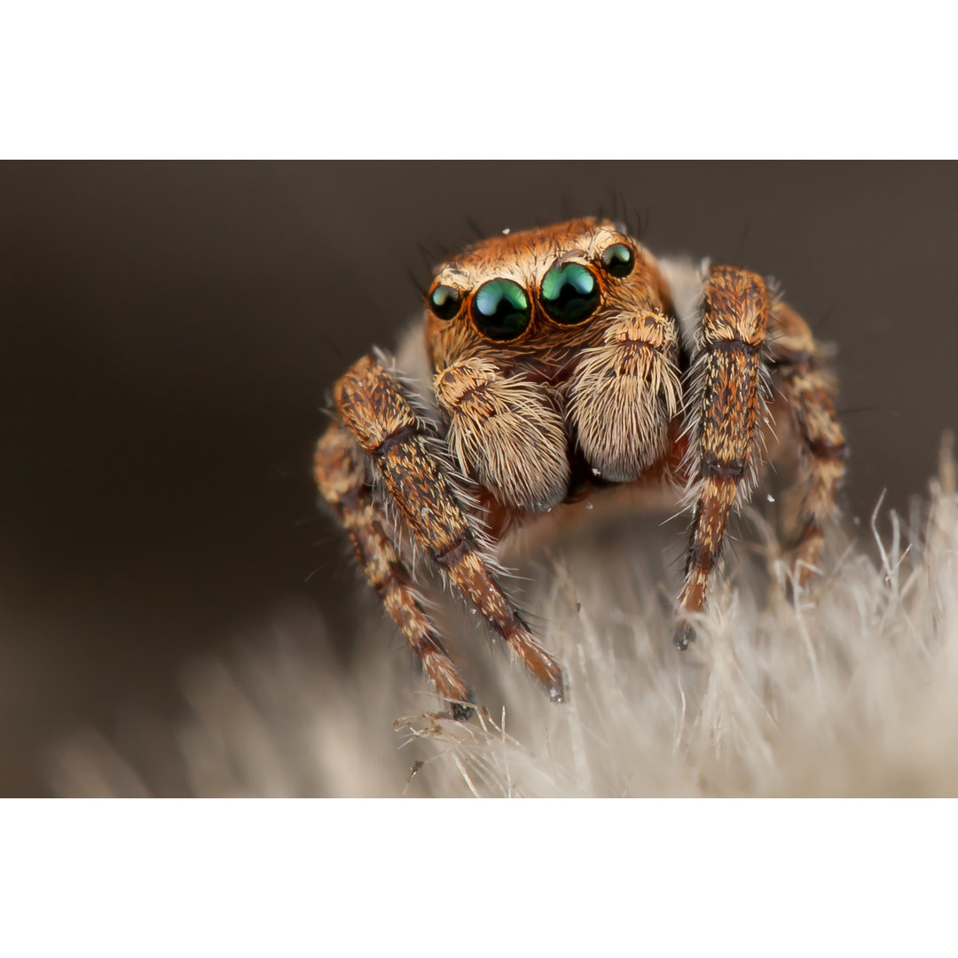 Braune Spinne von Linas Toleikis - Leinwandbild