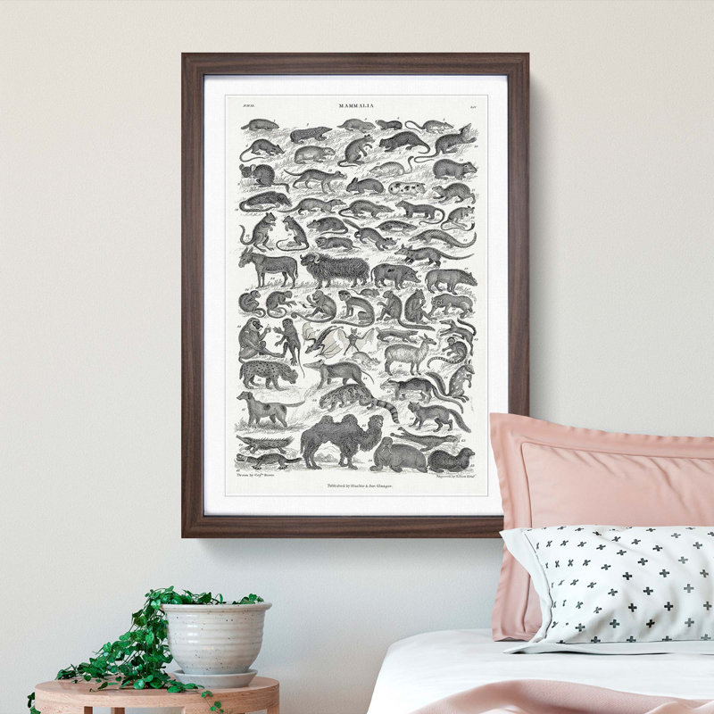 Study of Mammals LIV by Oliver Goldsmith - Framed Print, Walnut Framed, 36cm H x 27cm W x 2cm D