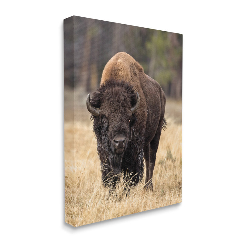 Bison sauvage américain qui broute de l'herbe rustique - Photographie, Toile tendue, H 40 po x l 30 po x P 2 po