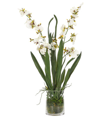 Orchid Dancing,White,Moss Garden,Glass Cylinder