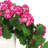 Geranium Arrangement in Ceramic Vase