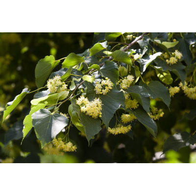 Linden Tree Blossoms par Mariusfm77