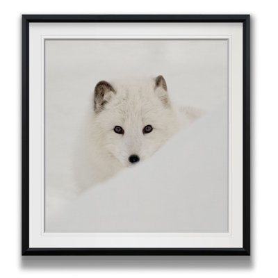 " Arctic Fox "