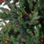6.5 Pre-Lit Hunter Fir Full Artificial Christmas Tree - Multi-Color Lights-440433668