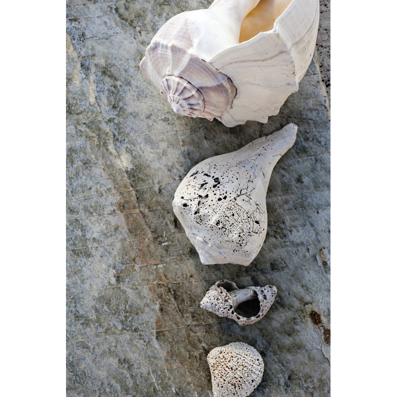 Gifts of the Shore IX by Elena Ray - Wrapped Canvas Photograph, 122cm H x 81cm W, Wrapped Canvas