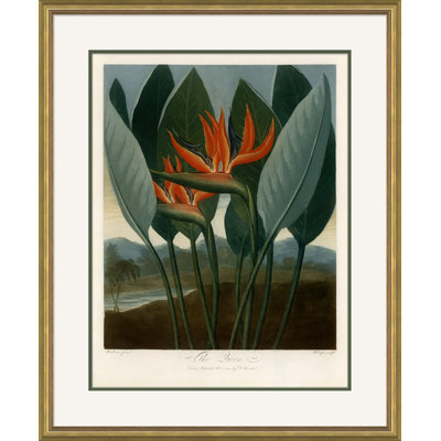 Robert John Thornton " Botanicals 6 " by Robert John Thornton