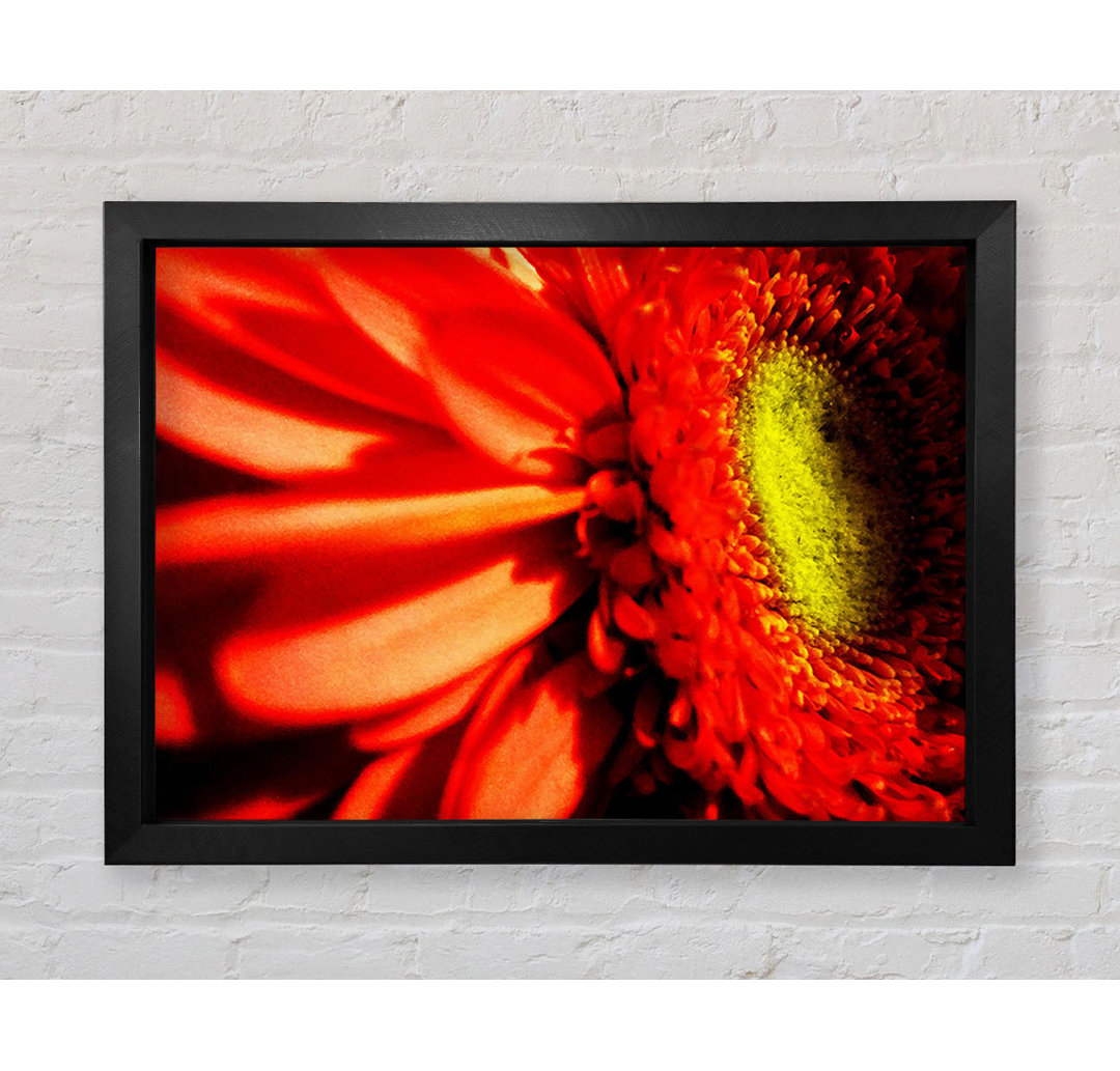 Close-up Of A Gerbera - Einzelner Bilderrahmen Kunstdrucke