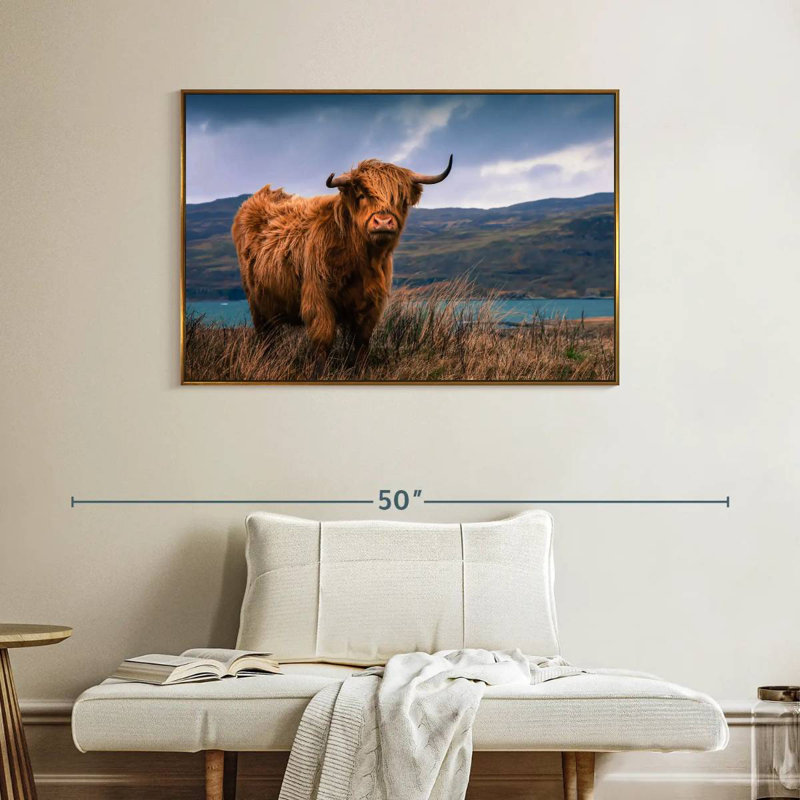 Grande vache Highland, Cadre flottant doré, 40 po x 27 po