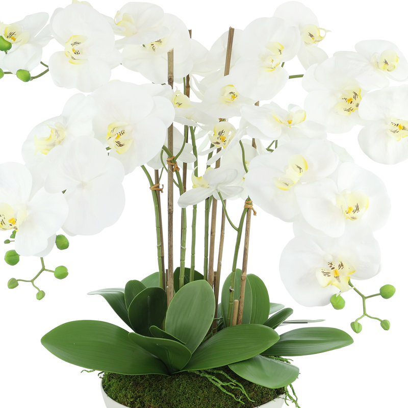 Orchids Arranged in Ceramic Key Footed Pot