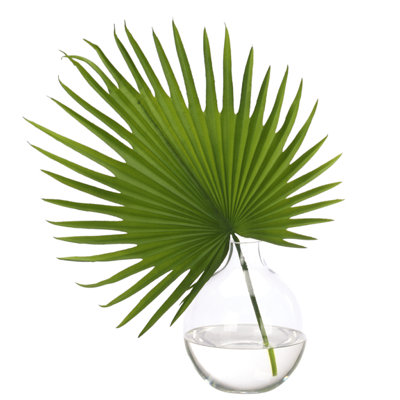 Fan Palm, Green, Glass Vase, 15wx6dx17h