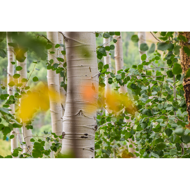 Apen Trees by TraceRouda - Wrapped Canvas Print, 30cm H x 46cm W